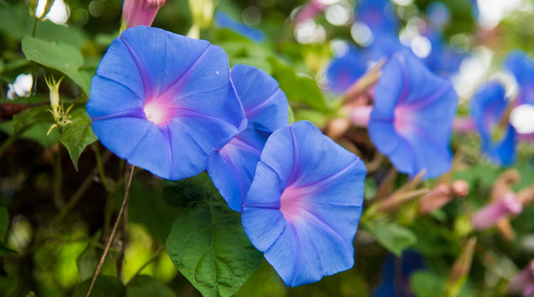 Morning Glory Flowers Grown From Seed