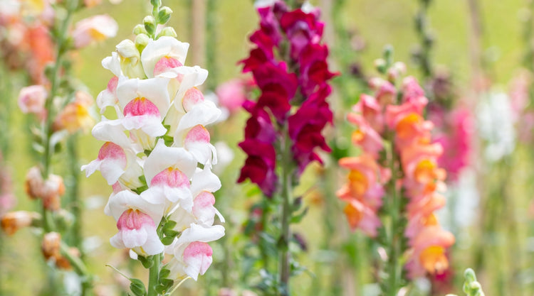 Snapdragon Flowers Grown From Seed