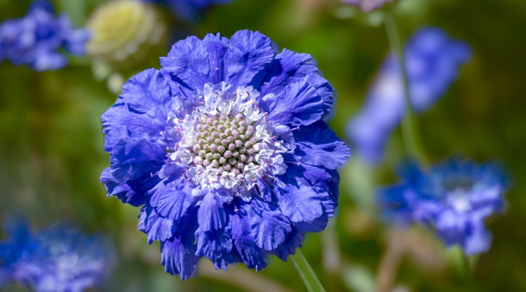 Scabiosa Pincushion Flower Grown From Seed