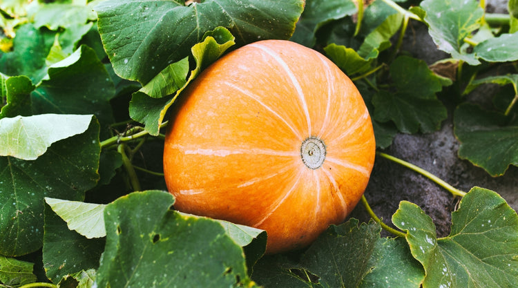 Pumpkins Grown From Seed