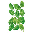 Oceanside Spinach Seeds