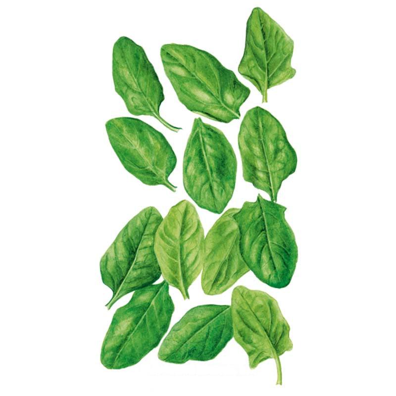 Oceanside Spinach Seeds