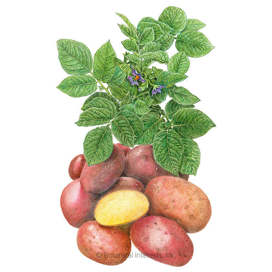 Clancy Potato Seeds