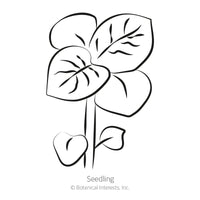 Clancy Potato Seeds
