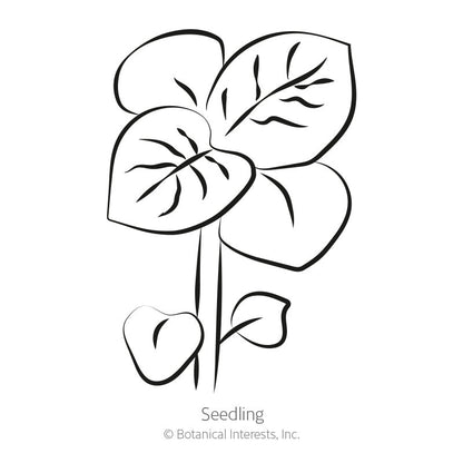 Clancy Potato Seeds