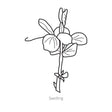 Golden Sweet Snow Pea Seeds