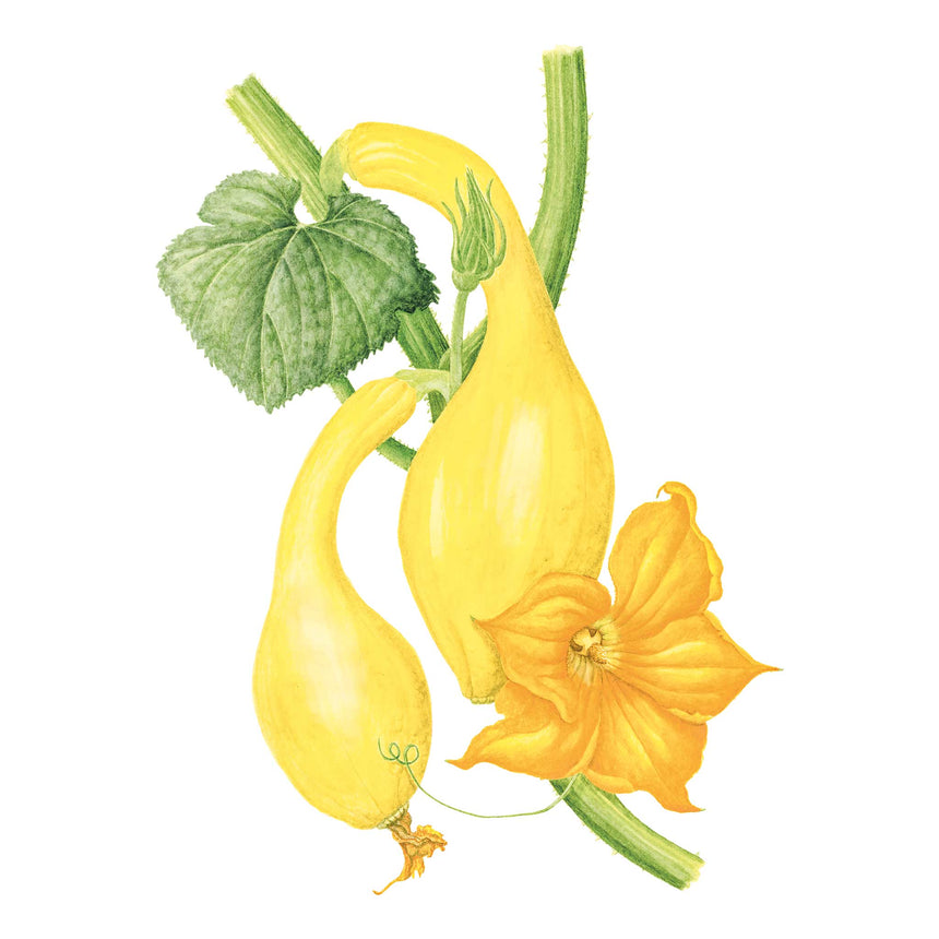 Golden Summer Crookneck Summer Squash Seeds