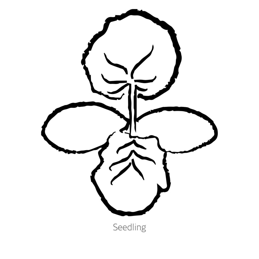 Golden Summer Crookneck Summer Squash Seeds