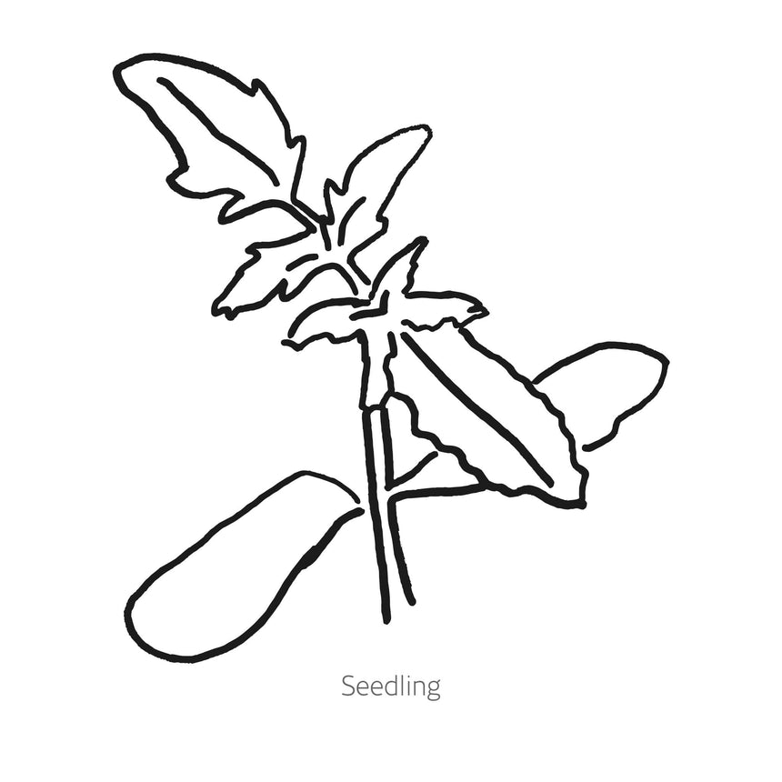 Mortgage Lifter (Halladay's) Pole Tomato Seeds