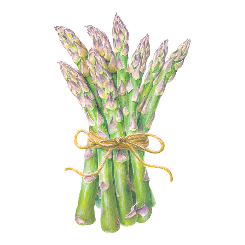 Spartacus Asparagus Seeds
