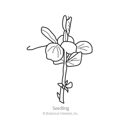 Sugar Magnolia Snap Pea Seeds