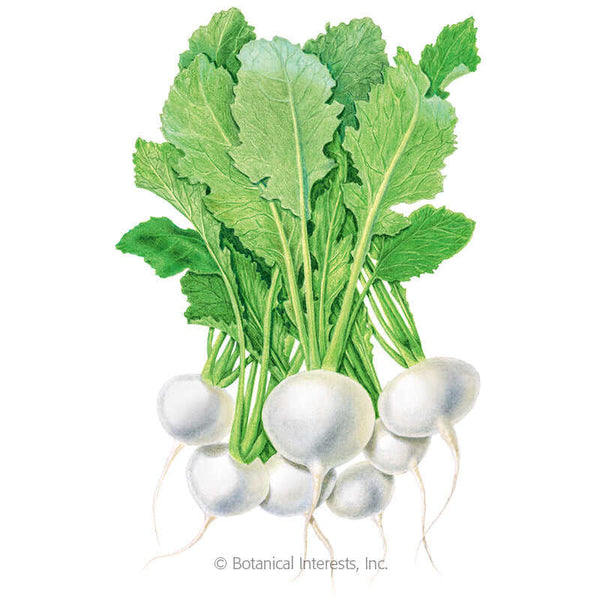 White Turnips Benefits Turnip White Lady – Botanical Interests