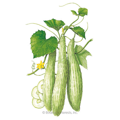 Armenian Cucumber Seeds