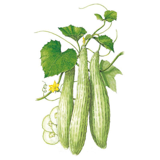 Armenian Cucumber Seeds