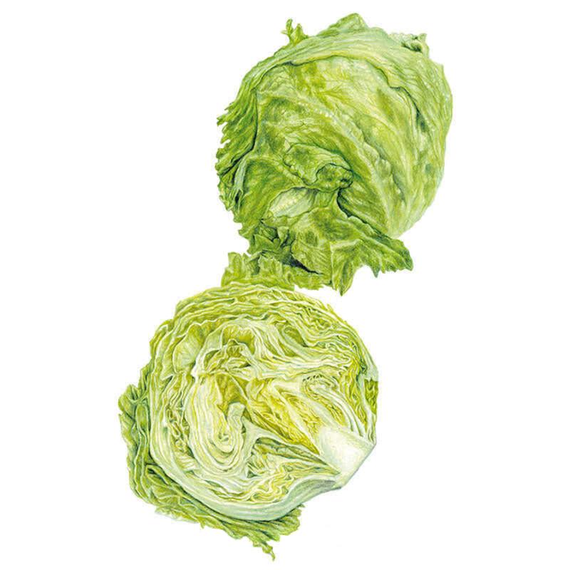 Botanical Interests Great Lakes Crisphead Lettuce Seeds