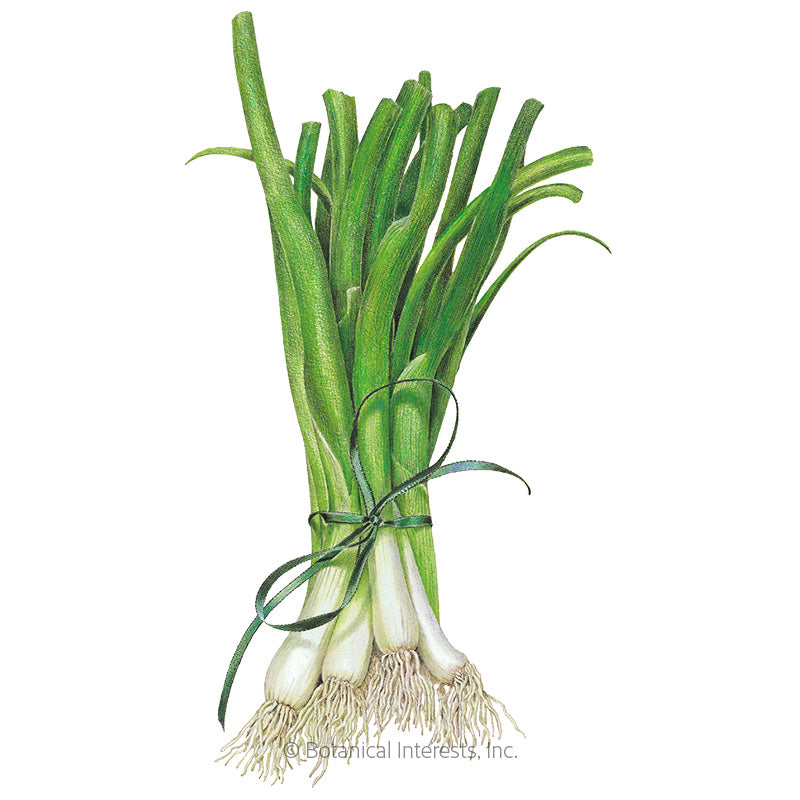 White Lisbon Bunching/Scallion Onion Seeds