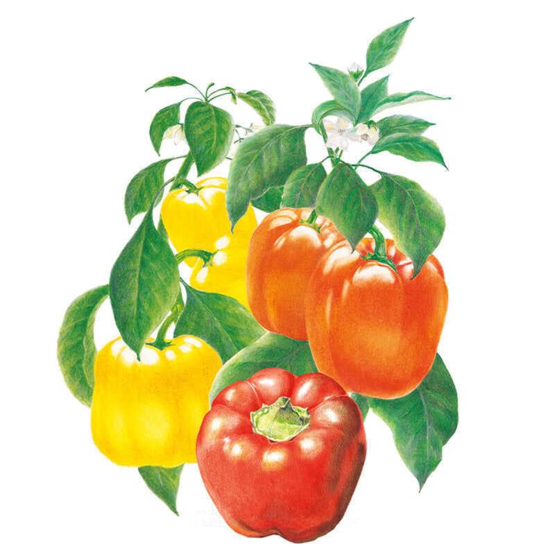 Botanical Interests Sweet Bell Blend Pepper Seeds - Thumbnail 3