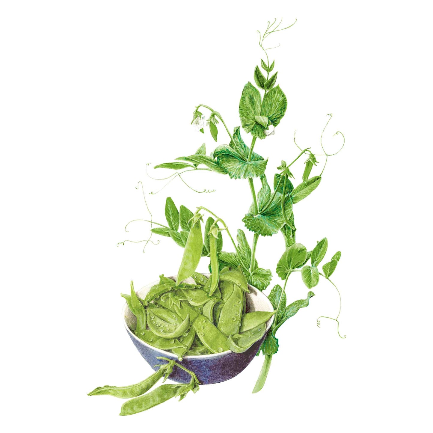 Oregon Sugar Pod II Snow Pea Seeds