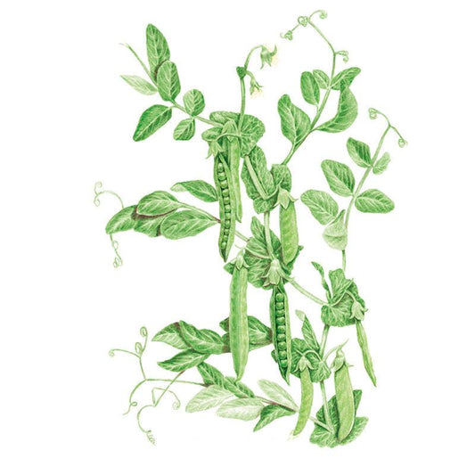 Green Arrow Shelling Pea Seeds