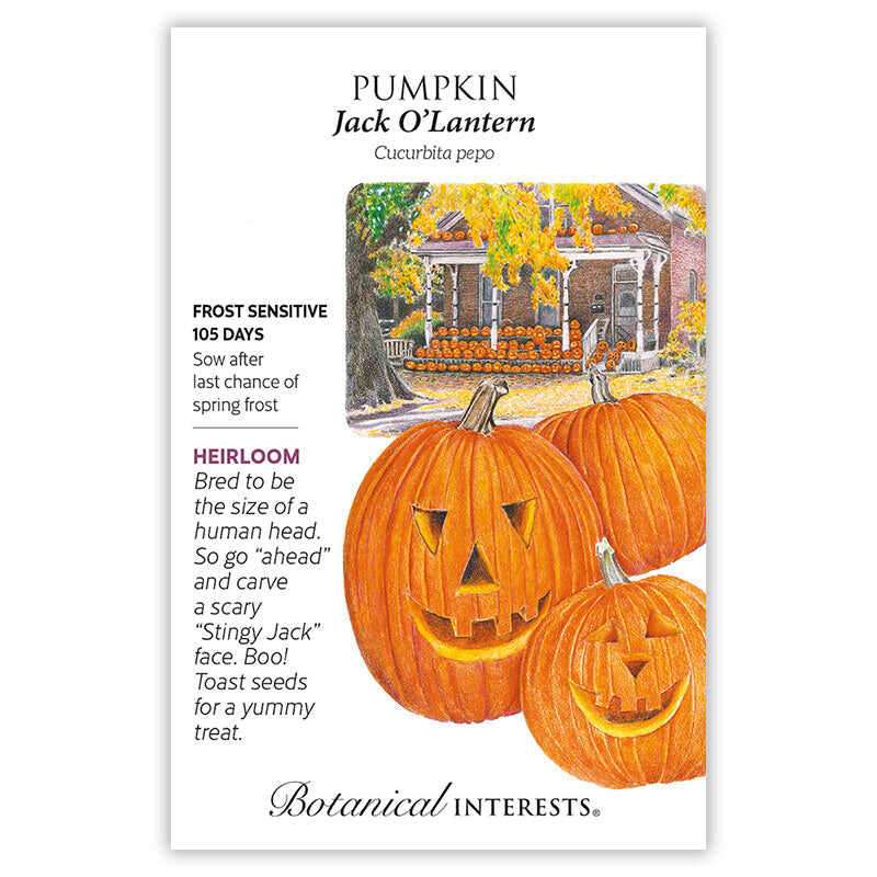 planting jack-o-lantern pumpkin seeds Jack O'Lantern Pumpkin Seeds – Botanical Interests