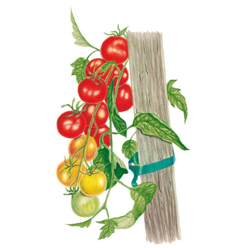 Gardener's Delight Pole Cherry Tomato Seeds