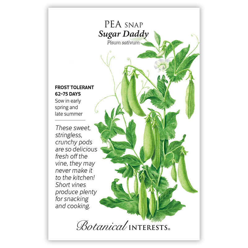 pea plant seeds Sugar Daddy Snap Pea Seeds – Botanical Interests