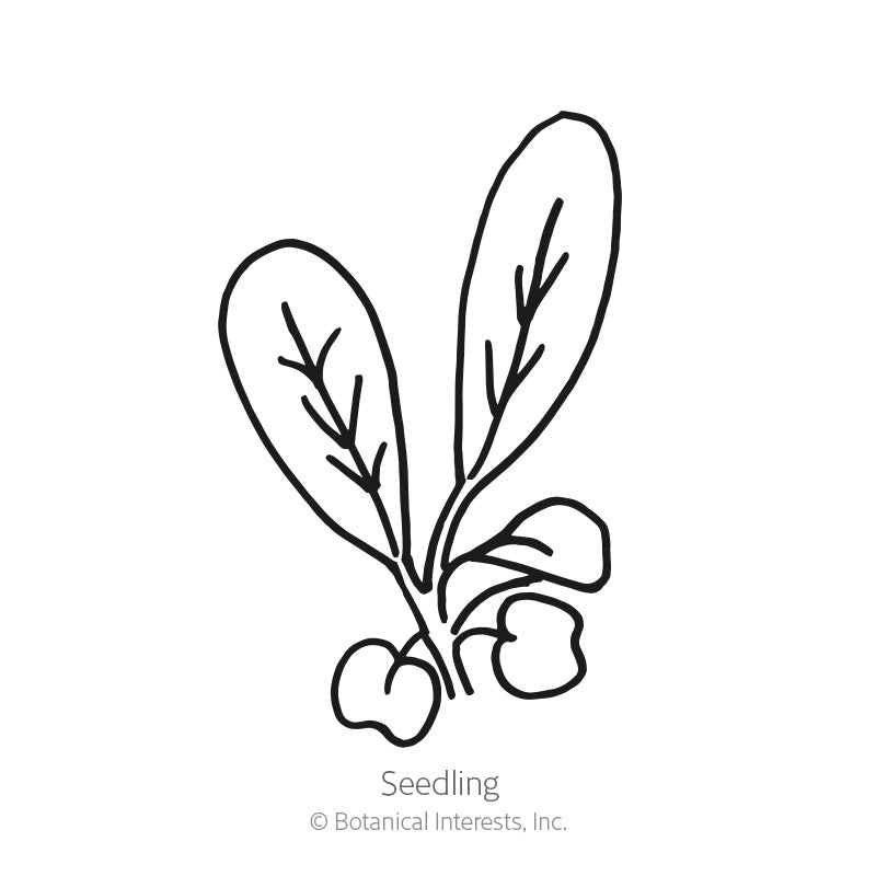 Arugula/Rocket Seeds