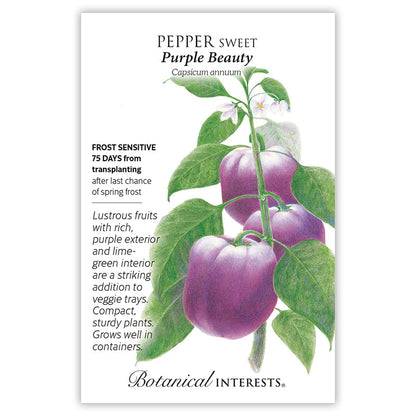 Purple Beauty Sweet Pepper Seeds