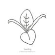 Matador Spinach Seeds