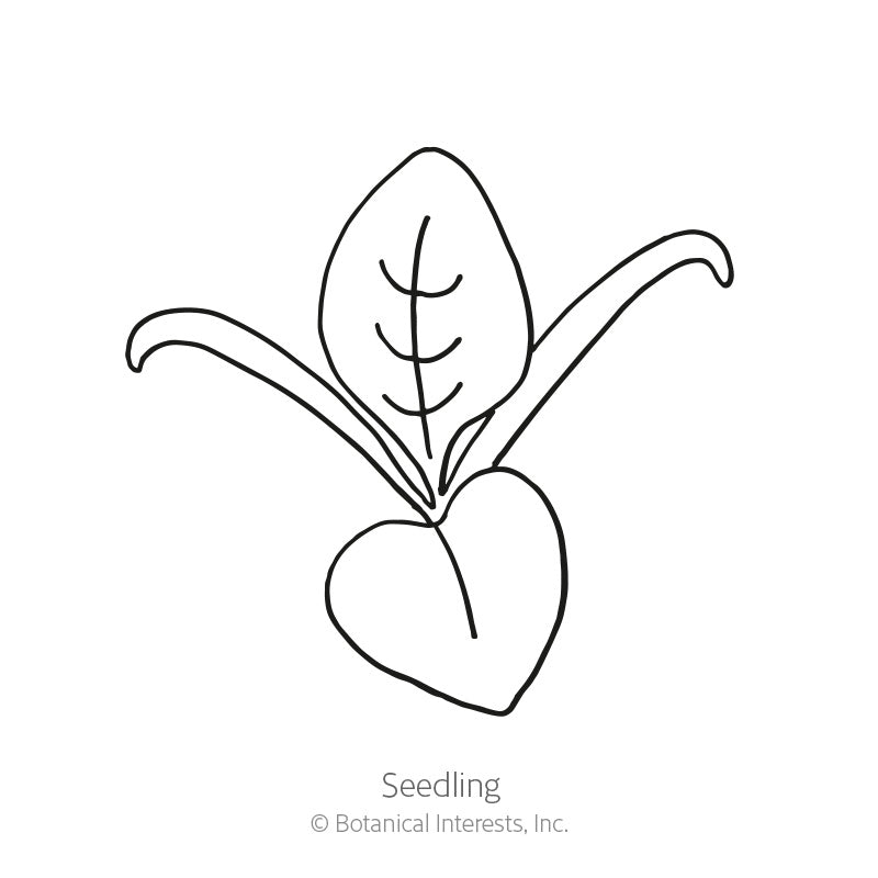 Matador Spinach Seeds