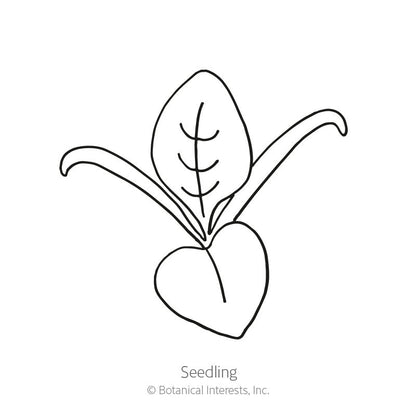 Matador Spinach Seeds