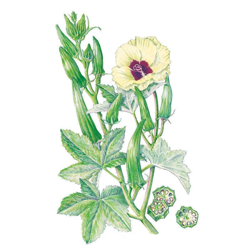 Clemson Spineless 80 Okra Seeds