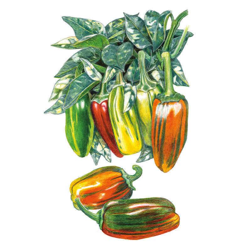 Botanical Interests Sweet Pepper Seeds - Thumbnail 3