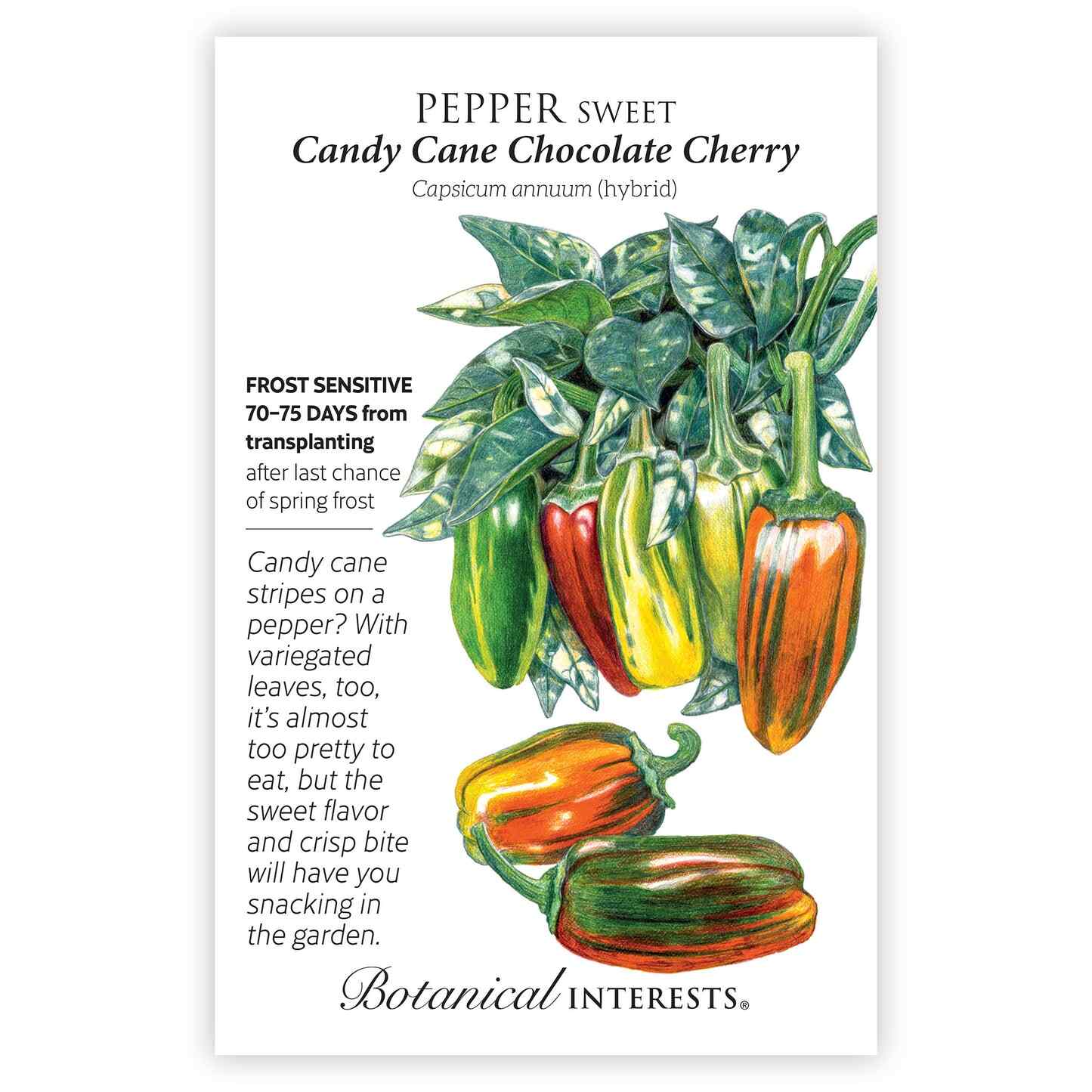 Candy Cane Chocolate Cherry Sweet Pepper Seeds – Botanical Interests