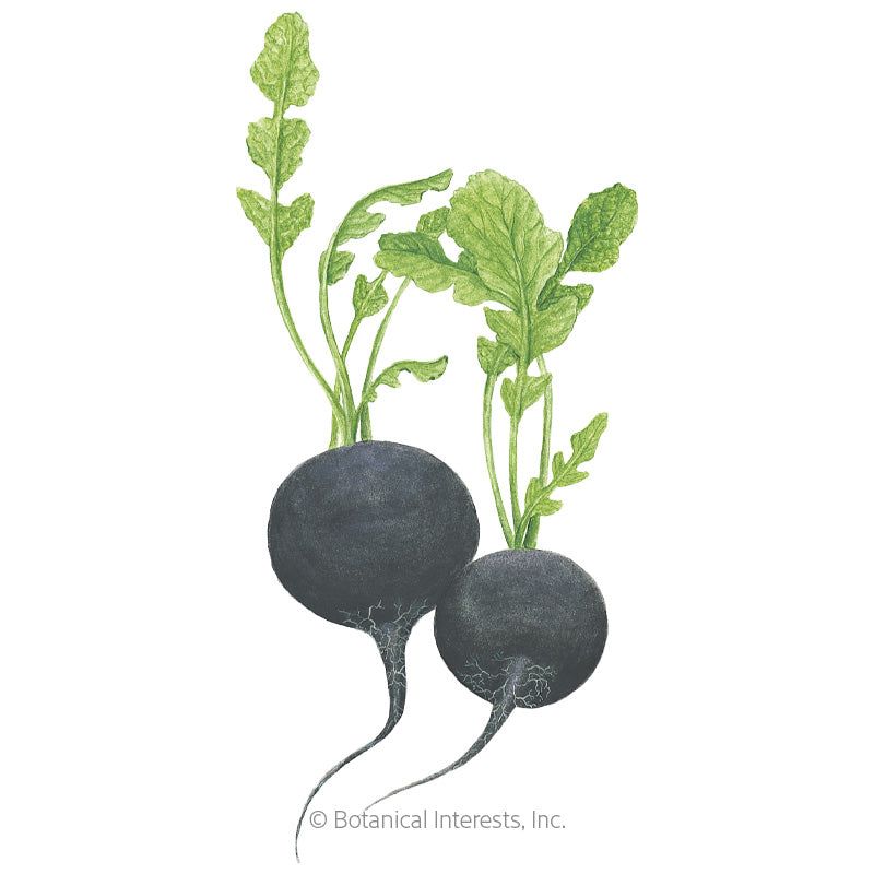 Round Black Spanish Radish Seeds