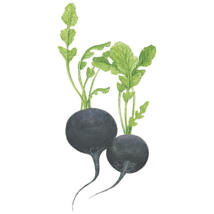 Round Black Spanish Radish Seeds