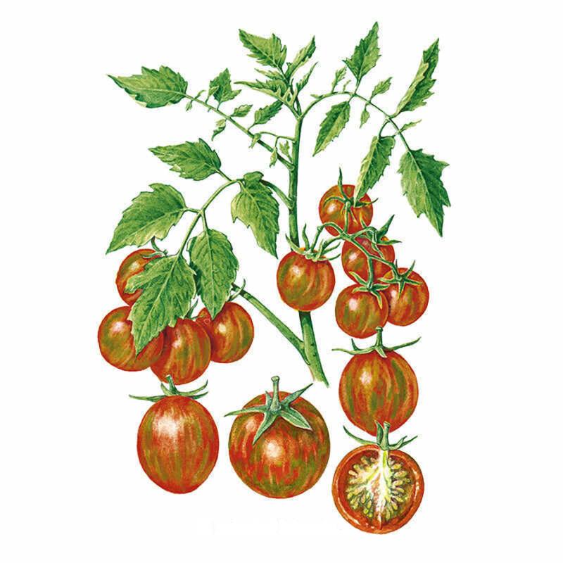 Chocolate Sprinkles Pole Cherry Tomato Seeds