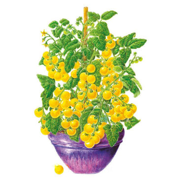 cherry tomato pot plant Patio Choice Yellow Bush Cherry Tomato Seeds
