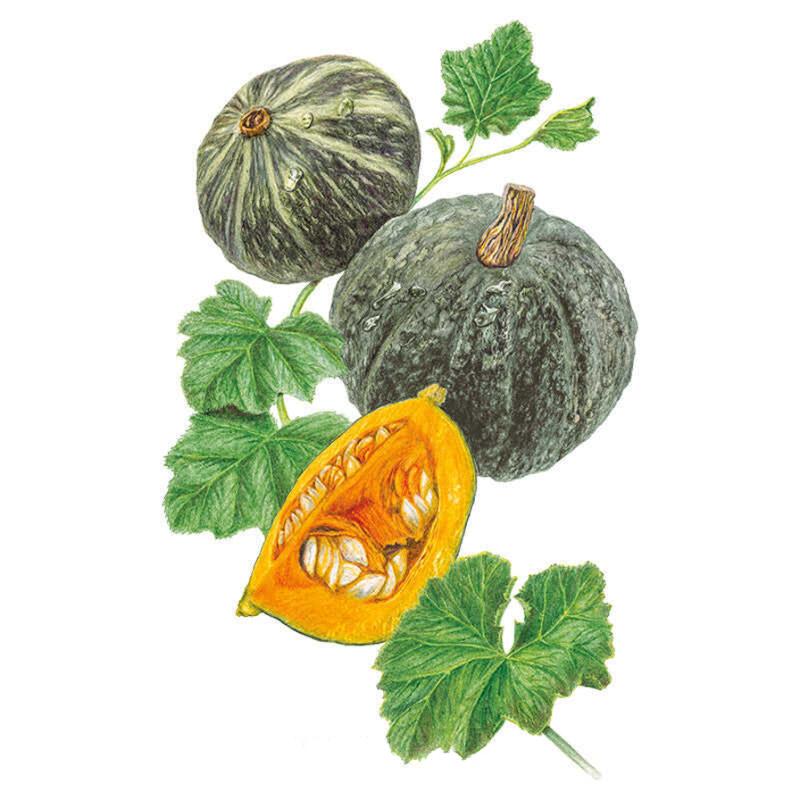 Kurinishiki Kabocha Winter Squash Seeds – Botanical Interests