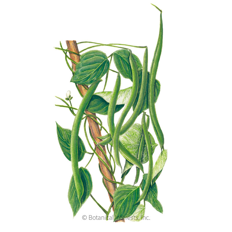 Kentucky Wonder Pole Bean Seeds