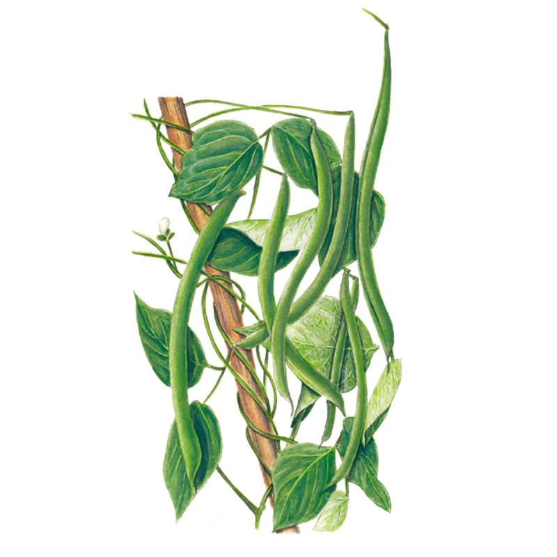 Kentucky Wonder Pole Bean Seeds