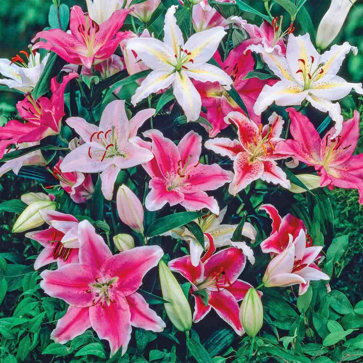 Oriental Lily Bulb Mix