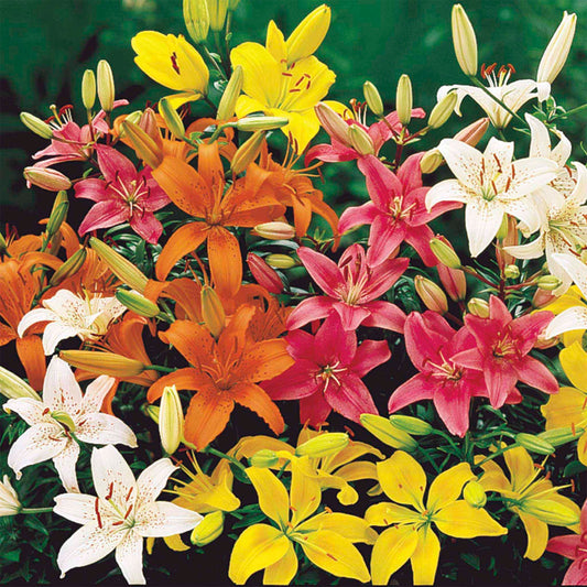 Asiatic Lily Bulb Mix