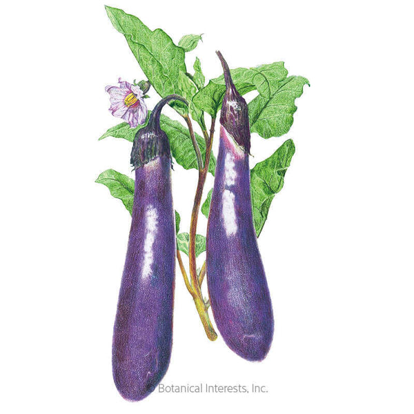 0132i_Eggplant-Long-