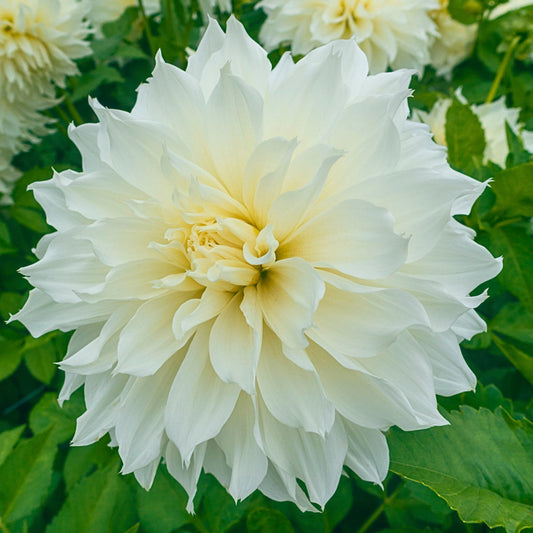 Fleurel Dahlias