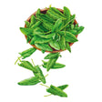 Common Sorrel Seeds