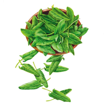 sorrel seeds for planting Common Sorrel Seeds