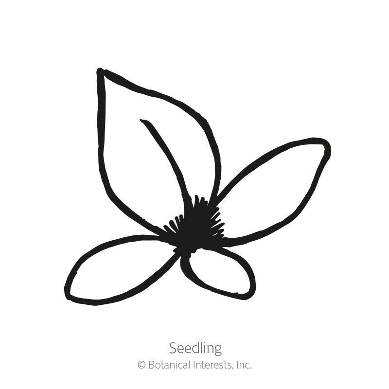 Common Sorrel Seeds
