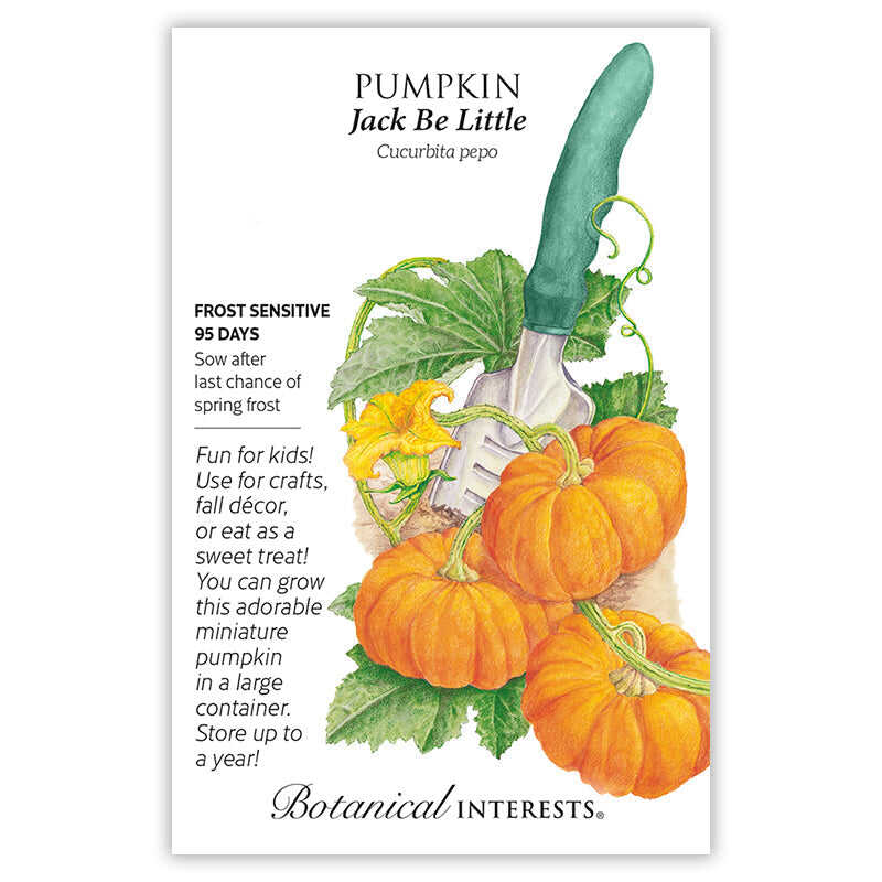 planting pumpkins from seeds Jack Be Little Pumpkin Seeds – Botanical Interests