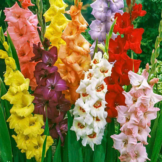 Hybrid Gladiolus Bulb Mix